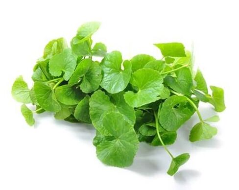 Predstonorm contén Gotu Kola (Centella asiatica)